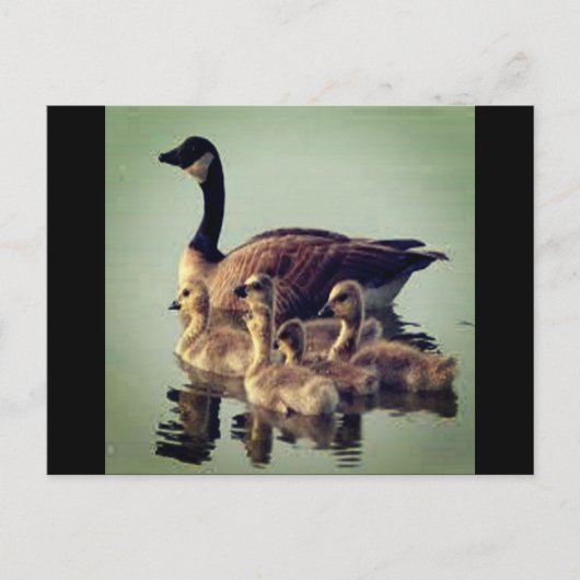 Gänse und Babys Postkarte (Vorderseite)