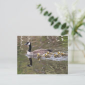 Gänse und Foto von Babygänsen Postkarte (Stehend Vorderseite)