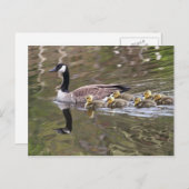 Gänse und Foto von Babygänsen Postkarte (Vorne/Hinten)