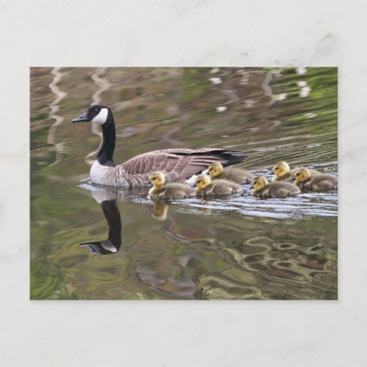 Gänse und Foto von Babygänsen Postkarte (Vorderseite)