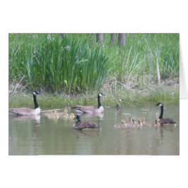 Gänse und Goslings auf einem Teich