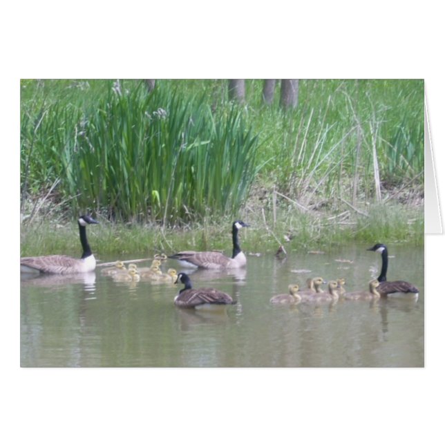 Gänse und Goslings auf einem Teich (Vorderseite (Horizontal))
