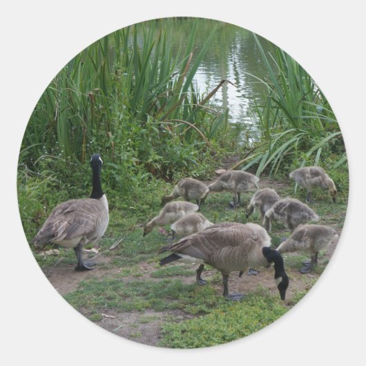 Gänse und Goslings Stickers (Vorderseite)