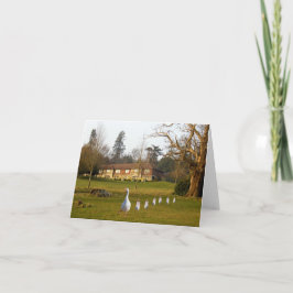 Gänse und Goslings täglich Karte