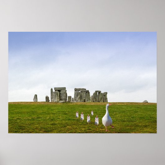 Gänse und Goslings täglich Poster (Vorne)