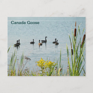 Gänse und Schwänze aus Kanada Postkarte