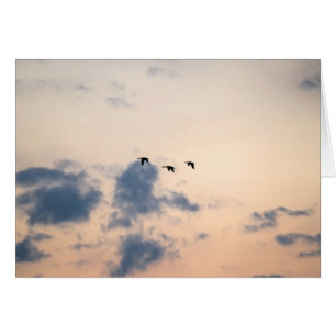 Gänse und weiche Sonnenuntergänge