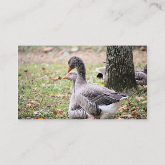 Gänse Visitenkarte (Rückseite)