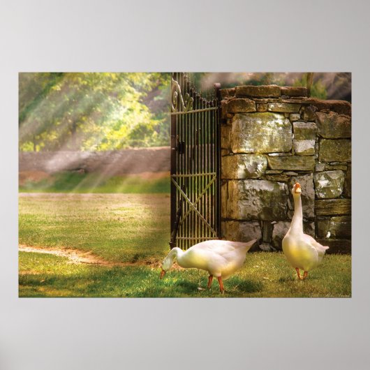 Gänse - Vögel einer Feder Poster (Vorne)