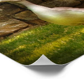 Gänse - Vögel eines Feather Panoramas Poster (Ecke)