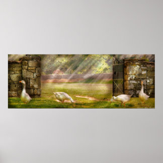 Gänse - Vögel eines Feather Panoramas Poster