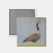 Gänse von Pond Magnet (Vorderseite/Rückseite)