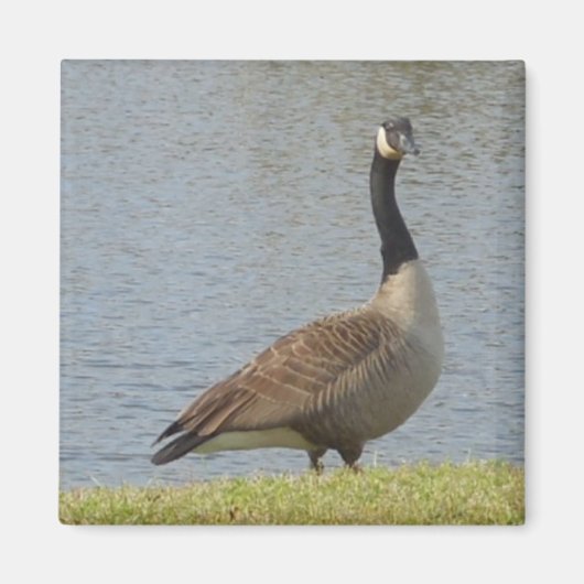 Gänse von Pond Magnet (Vorne)
