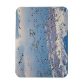 Gänse während der Frühjahrswanderung Magnet (Vertikal)