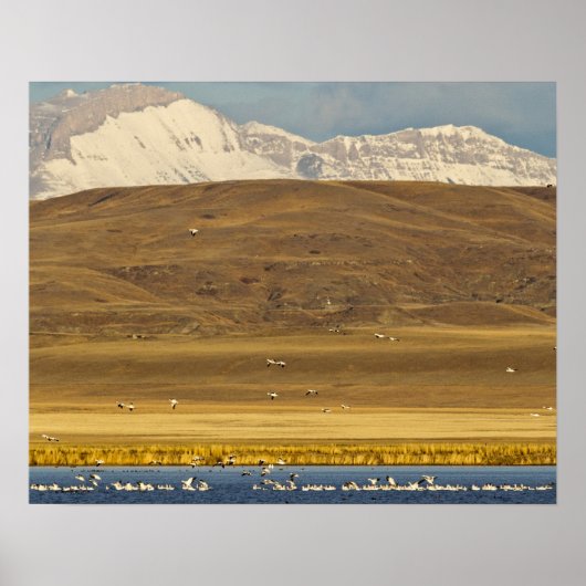 Gänse während der Frühjahrswanderung Poster (Vorne)