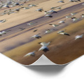 Gänse während der Frühjahrswanderung Poster (Ecke)