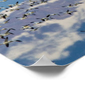 Gänse während der Frühjahrswanderung Poster (Ecke)