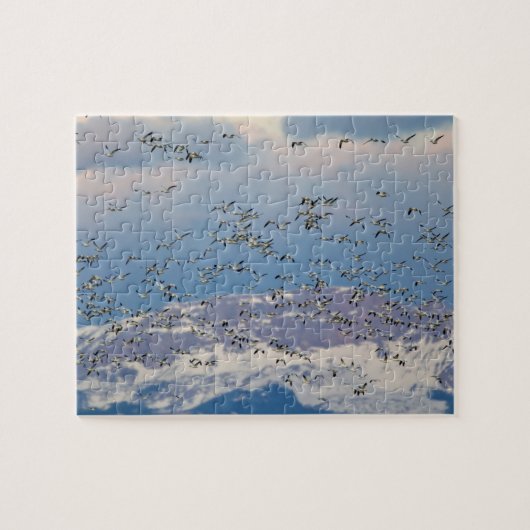 Gänse während der Frühjahrswanderung Puzzle (Horizontal)