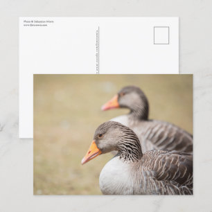 Gänse Wildlife Foto Postkarte