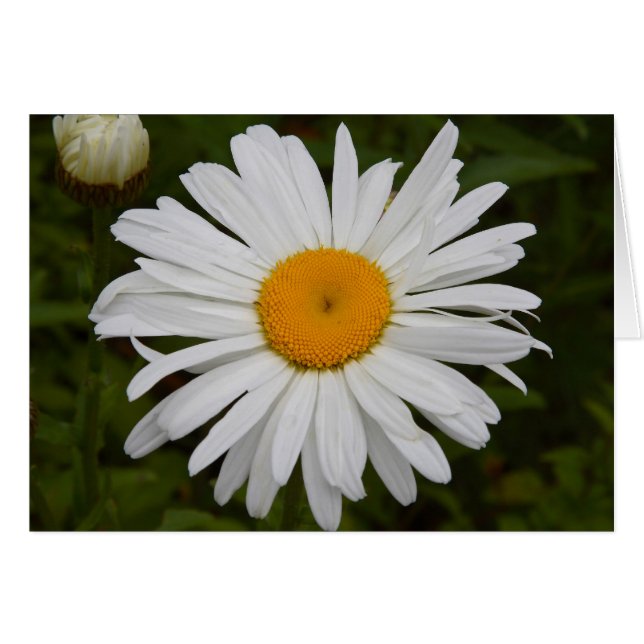 Gänseblümchen (Vorderseite (Horizontal))