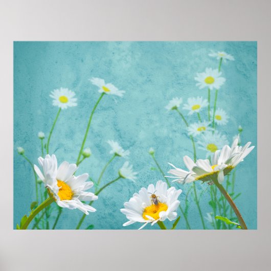 Gänseblümchen auf blauem Hintergrund Poster (Vorne)