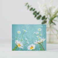 Gänseblümchen auf blauem Hintergrund