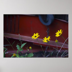 Gänseblümchen-auf-Rot Poster
