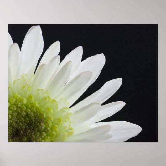 Gänseblümchen auf Schwarz Poster (Vorne)