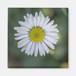 Gänseblümchen (Bellis perennis) Blütenkopf Magnet