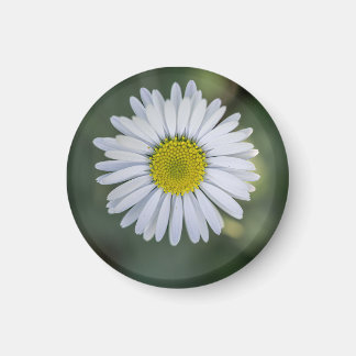Gänseblümchen (Bellis perennis) Blütenkopf Magnet