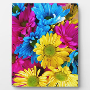 Gänseblümchen Blumen Blüten Liebe Schicksal Schaue Fotoplatte