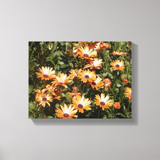 Gänseblümchen Blumen Leinwanddruck (Vorderseite)