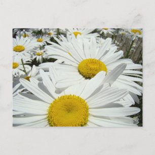 Gänseblümchen-Blumen Postkarten Fügen Sie Ihren Te