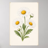Gänseblümchen Botanik, April-Geburtsblumen-Wandkun Poster (Vorne)