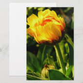 Gänseblümchen Briefpapier (Vorne/Hinten)