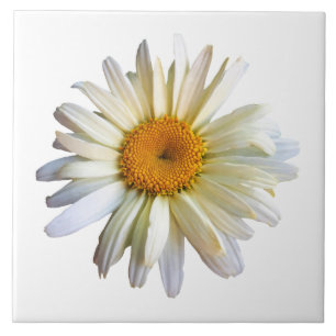 Gänseblümchen, das oben schaut fliese