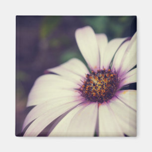 Gänseblümchen-Druck. Magnet