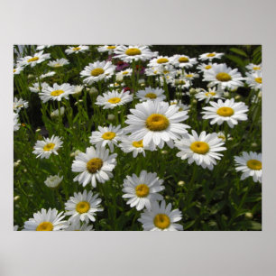 Gänseblümchen-Druck Poster