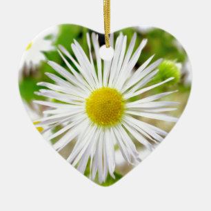 Gänseblümchen Fleabane Keramikornament