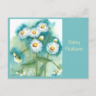 Gänseblümchen Fleabane Postkarte