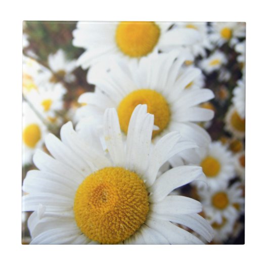 Gänseblümchen Fliese (Vorderseite)