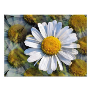 GÄNSEBLÜMCHEN FOTODRUCK