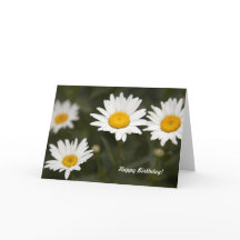 Gänseblümchen-Gänseblümchen