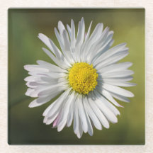 Gänseblümchen