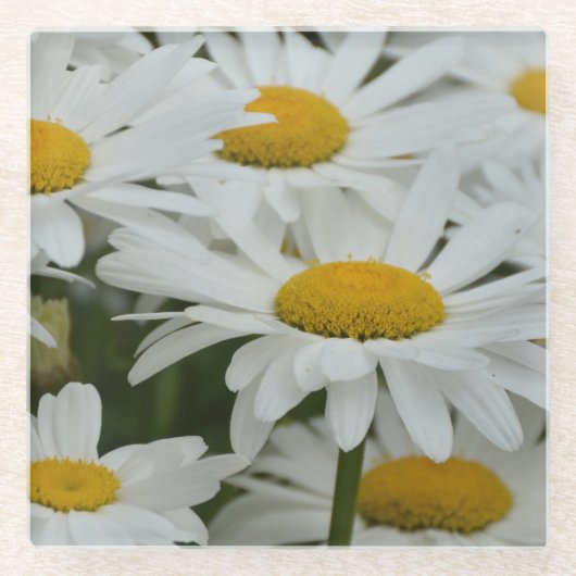 Gänseblümchen Glasuntersetzer (Vorderseite)