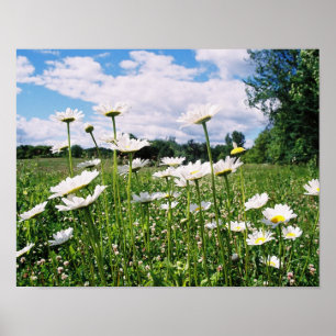 Gänseblümchen-Himmel Poster