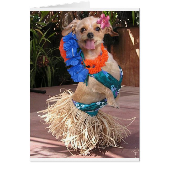 Gänseblümchen II - Hula Gänseblümchen (Vorne)