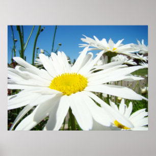 Gänseblümchen Kunst Drucke Weiße Gänseblümchen Bla