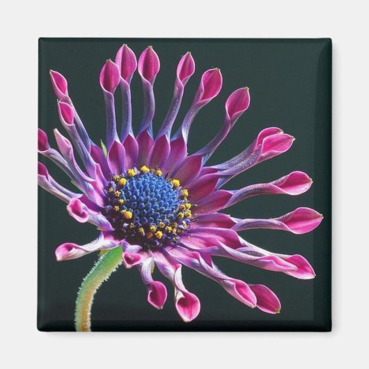 Gänseblümchen Liebe Magnet (Vorne)