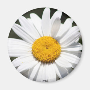 Gänseblümchen-Liebling Magnet